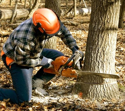 Tree Removal in Burdett, NY
